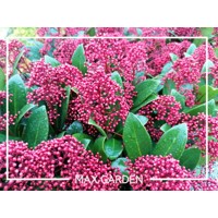 Skimia japonská' Rubella ' - Skimmia japonica ' Rubella' - 20/25cm