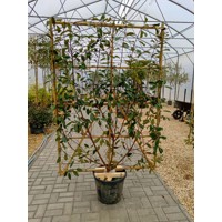 Červienka, Fotínia - Photinia fraseri Red Robin Co18-25L vysokokmeň