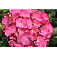 Hortenzia kalinolistá - Hydrangea macrophylla ´Rosita´  Veľkosť: 20-30 , K2,5