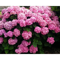 Hortenzia kalinolistá - Hydrangea macrophylla ´Rosita´  Veľkosť: 20-30 , K2,5