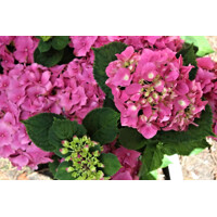 Hortenzia kalinolistá - Hydrangea macrophylla ´Rosita´  Veľkosť: 20-30 , K2,5