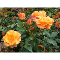 Ruža popínavá - Rosa ´Metanoia´ - oranžová Co4L