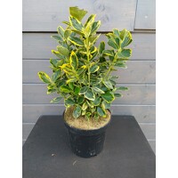 Bršlen - Euonymus japonicus ´Marieke´ Co2,5L 20/30