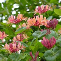 Zemolez -  Lonicera x heckrottii ‘Goldflame’  Co2L 60/80