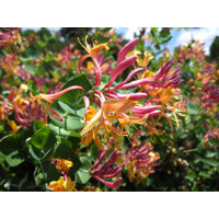 Zemolez -  Lonicera x heckrottii ‘Goldflame’  Co2L 60/80