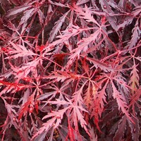 Javor dlaňolistý - Acer palmatum ´Tamukeyama´
