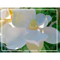 Magnólia veľkokvetá - Magnolia grandiflora 'Gallisoniensis' Co55L 175-200