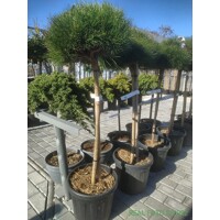 Pinus Nigra ´Bambino´  Co15L  KM70/80 d40-45
