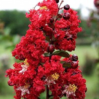 Myrta krepová červená - Lagerstroemia indica ´Rubra Magnifica´ Co3L 30/40