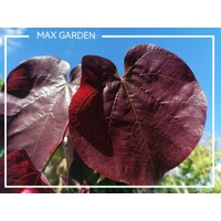 Judášovec kanadský - Cercis canadensis ´Ruby Falls´ Co15L 175/200