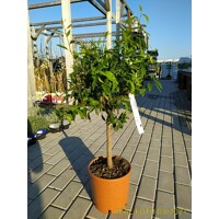 Pomarančovník - CITRUS X SINENSIS  Co5L  1/4 kmeň 60/80