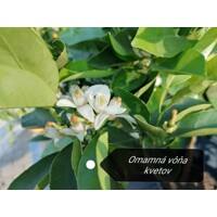 Pomarančovník - CITRUS X SINENSIS  Co5L  1/4 kmeň 60/80