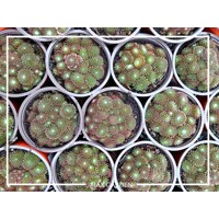 Skalná ruža - Sempervivum - Skalnica –  MIX 3ks v balení Co5,5