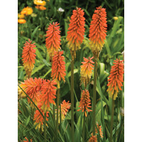 Kniphofia uvaria P17
