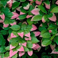 Actinidia deliciosa - Kiwi 'Jenny' Co3L 70/80 - samosprašná
