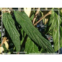 Kalina vrásčitolistá - Viburnum rhytidophyllum Co3L  40/50