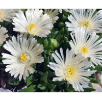 Delosperma White Nugget